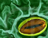 ��Ӣ�ҽ���