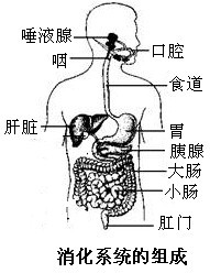 ��Ӣ�ҽ���