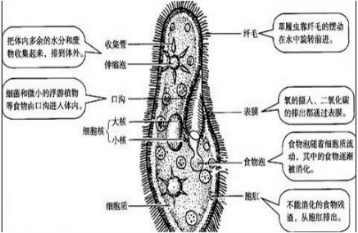 ��Ӣ�ҽ���