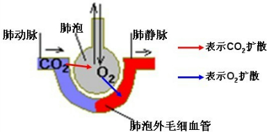 ��Ӣ�ҽ���