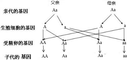 ��Ӣ�ҽ���