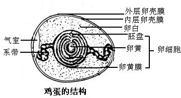 ��Ӣ�ҽ���