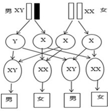 ��Ӣ�ҽ���