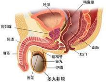 ��Ӣ�ҽ���