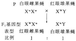 F基因型XWXXY表型红眼雌果蝇白眼雄果蝇比例