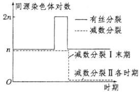 减数分裂II各时期时期