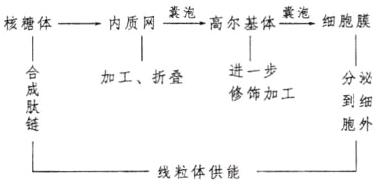 胞外线粒体供能