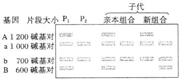 b700碱基对B600碱基对