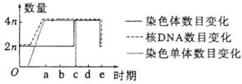 核DNA数目变化2n一染色单体数目变化abcde时期