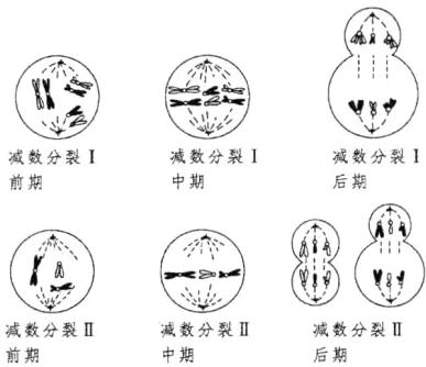 减数分裂III减数分裂III减数分裂II中期前期后期