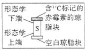 赤霉素的琼下端形态学空白琼脂块