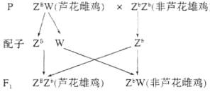 配子Z5WZZ芦花雄鸡ZW非芦花雌鸡