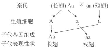 子代基因组成Aa子代表现性状长翅残翅