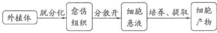 愈伤培养提取分散开外植体脱分化组织