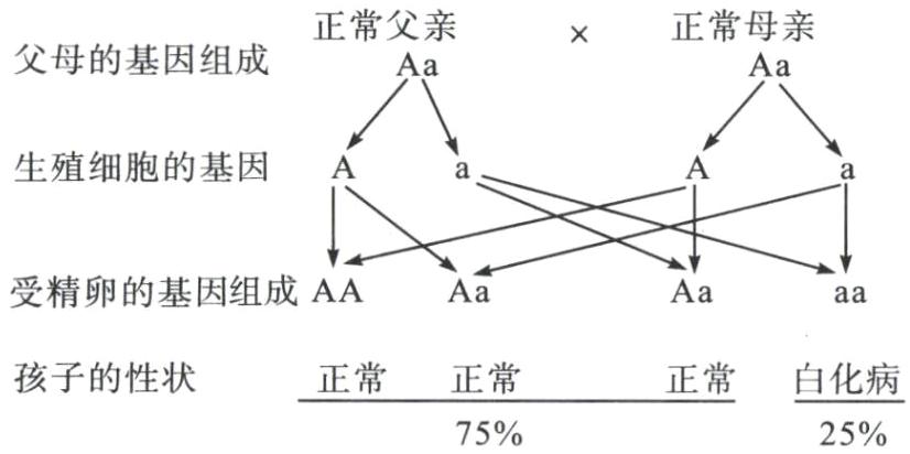 孩子的性状正常正常正常白化病75%25%