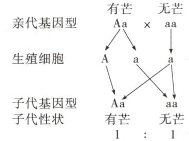 无芒子代性状有芒