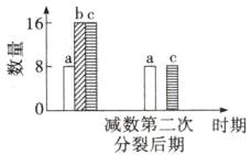 减数第二次时期分裂后期