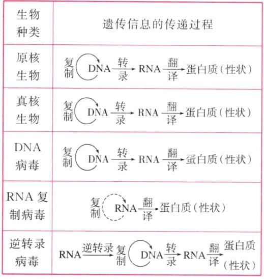 A转RNA翻蛋白质RNA逆转录复病毒译性状