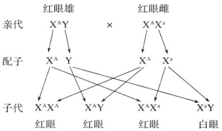 子代XᴬXᴬXᴬYXᴬXᵡXᵡY红眼红眼红眼白眼