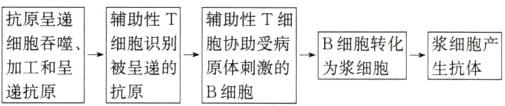 B细胞转化细胞产细胞吞噬细胞识别胞协助受病加工和呈被呈递的原体刺激的递抗原抗原B细胞