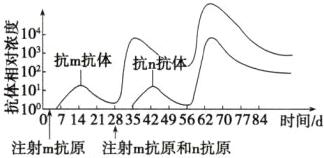 体101时间d注射m抗原和n抗原注射m抗原