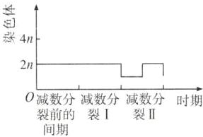 0减数分减数分减数分时期裂前的裂I裂II间期