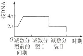 0减数分减数分减数分时期裂前的裂I裂II间期