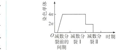 0减数分减数分减数分时期裂前的裂I裂II间期