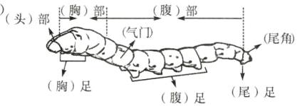 胸足尾足腹足