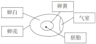 卵壳胚胎