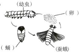 蛹蚕蛾