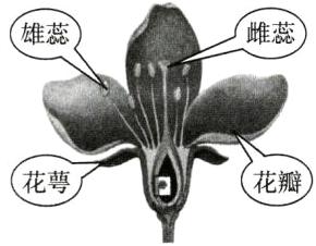 花萼