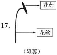 雄蕊