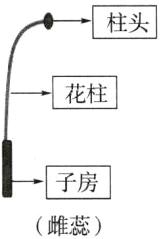 子房雌蕊