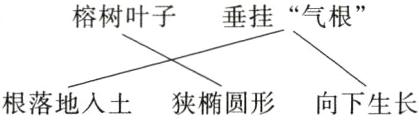 根落地入土狭椭圆形向下生长