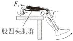 股四头肌群