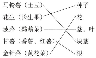 金针菜黄花菜