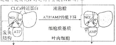 细胞质基质oun发AT结构叶肉细胞