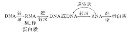 DNA转录RN转求蛋白质