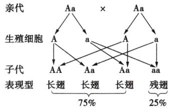 表现型长翅长翅长翅残翅7525