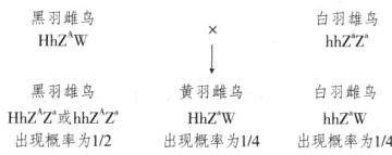 黑羽雄鸟黄羽雌白羽雌鸟HhZAZ或hhZZhhZWHhZW出现概率为12出现概率为14出现概率为14