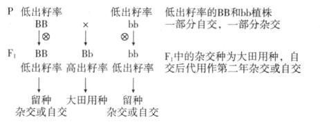 留种大田用种留种杂交或自交杂交或自交