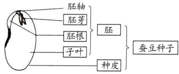 蚕豆种子子叶种皮