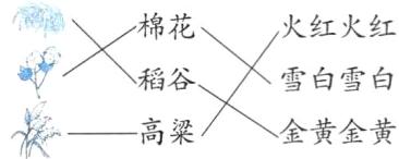 金黄金黄高粱