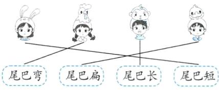 尾巴弯尾巴扁尾巴长尾巴短