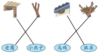 老鹰小燕子乌鸦麻雀