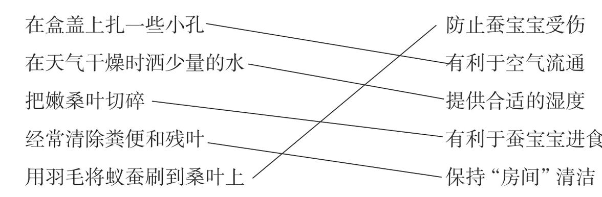 用羽毛将蚁蚕刷到桑叶上保持房间清洁