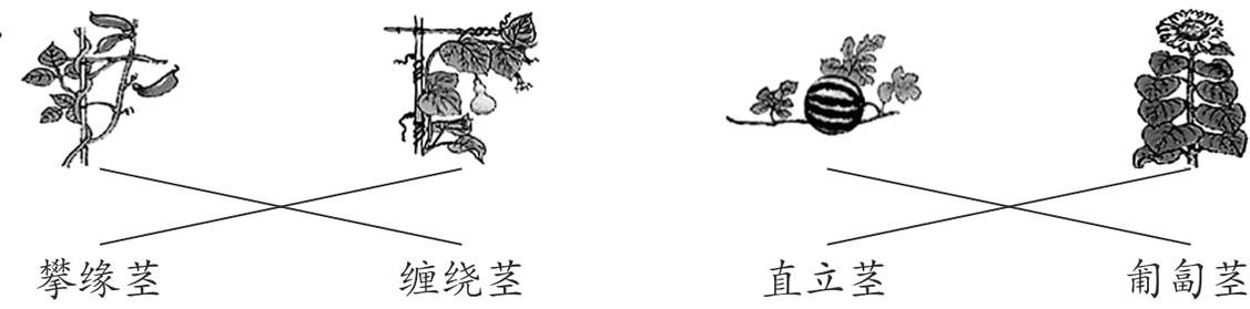 攀缘茎缠绕茎直立茎匍匐茎