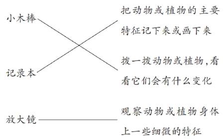 观察动物或植物身体放大镜上一些细微的特征