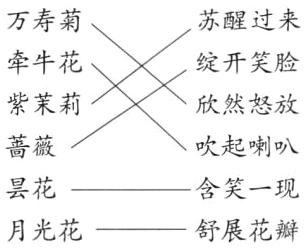 昙花含笑一现月光花舒展花瓣